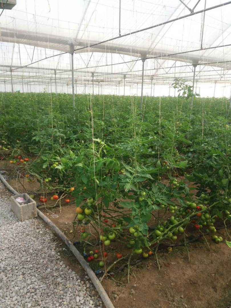 فروش, باغ و مزرعه,  باغ ,  کشاورزی ,  5000 متر