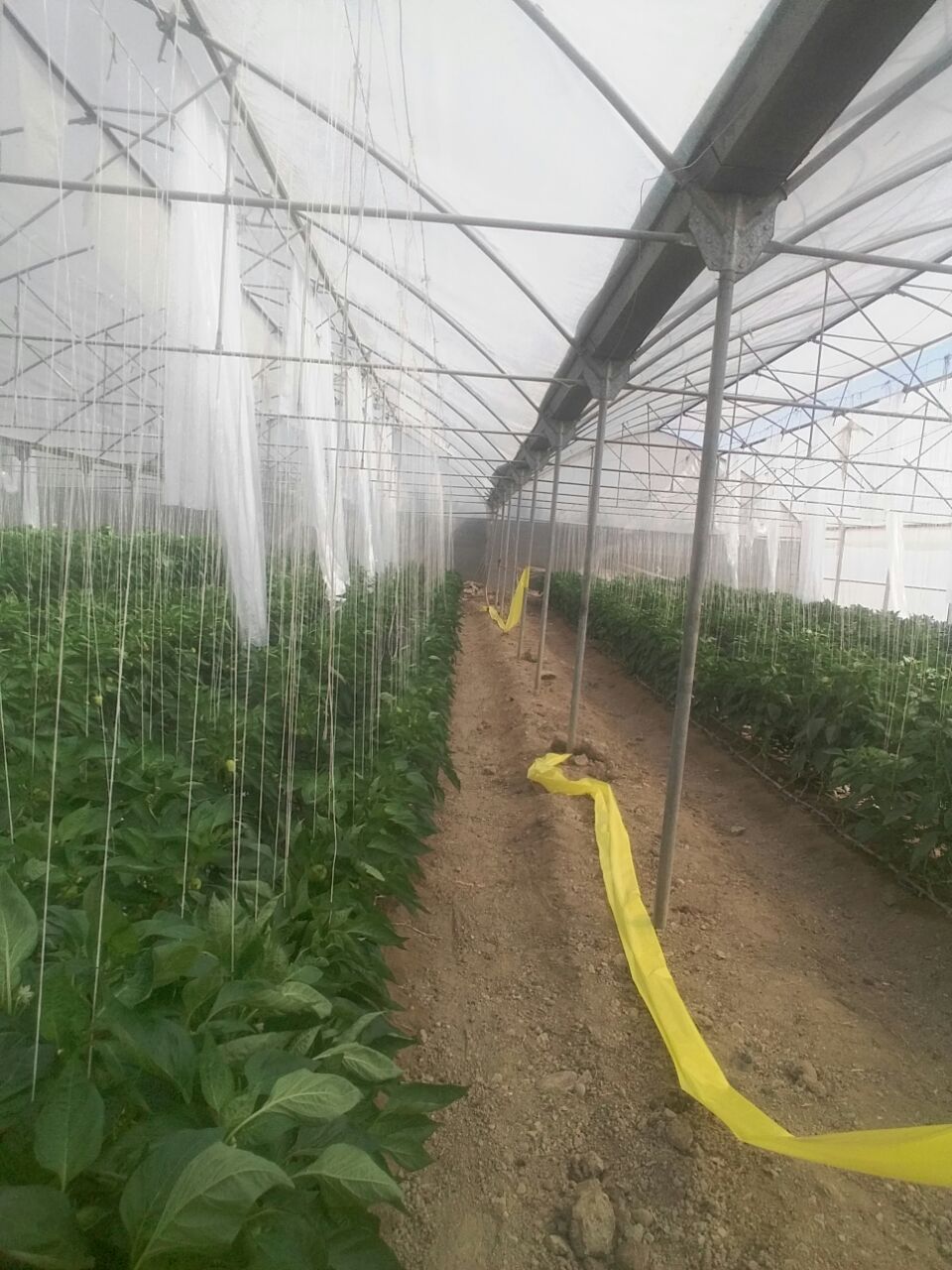 فروش, باغ و مزرعه,  باغ ,  کشاورزی ,  5000 متر