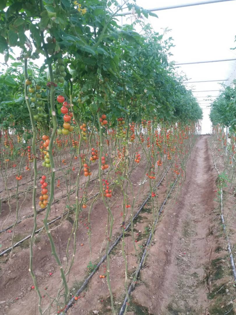 فروش, باغ و مزرعه,  باغ ,  کشاورزی ,  5000 متر