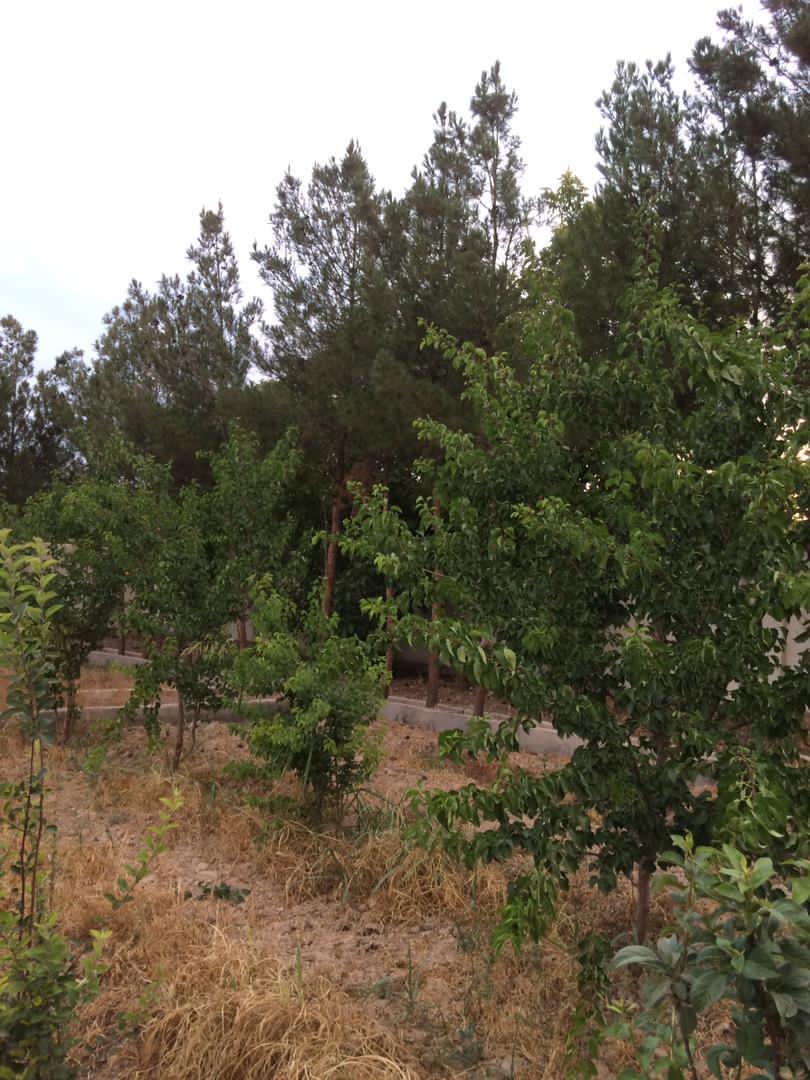 فروش, باغ و مزرعه,  باغ ,  1000 متر